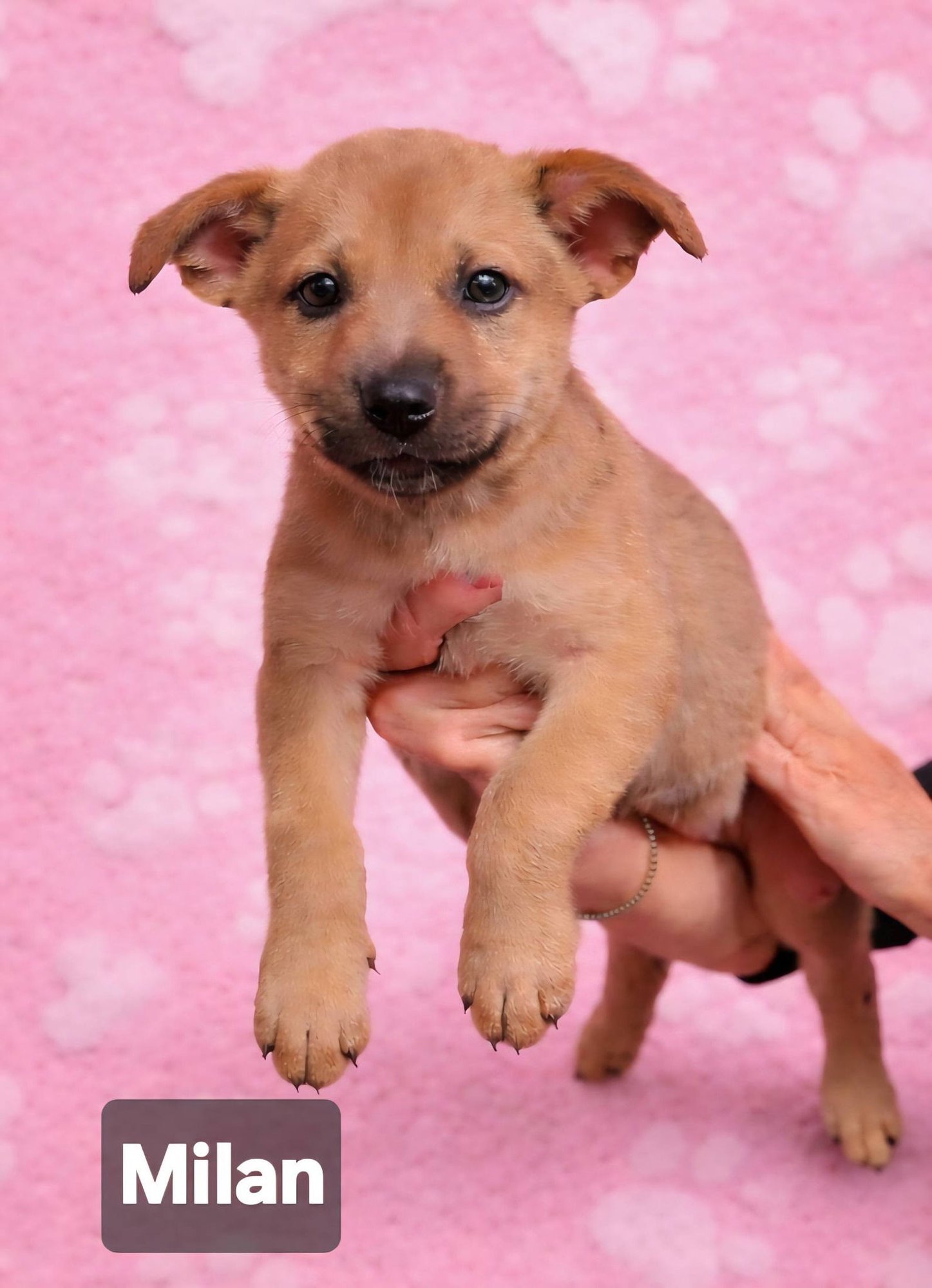 MILAN - Terrier available for adoption