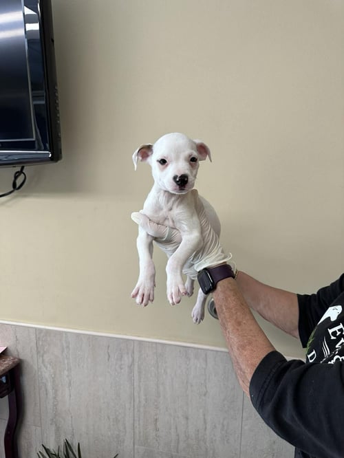 CAPUCINE PUP - PORTOFINO - Boxer / Terrier for adoption in Boca Raton