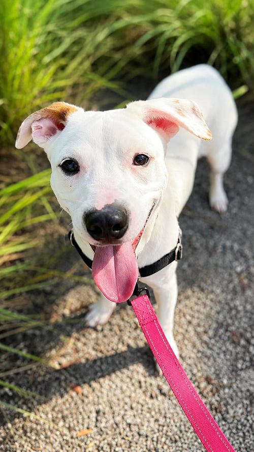 CAPUCINE PUP - PORTOFINO - Boxer / Terrier available for adoption