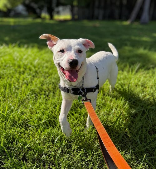 CAPUCINE PUP - PORTOFINO - Boxer / Terrier for adoption in Boca Raton