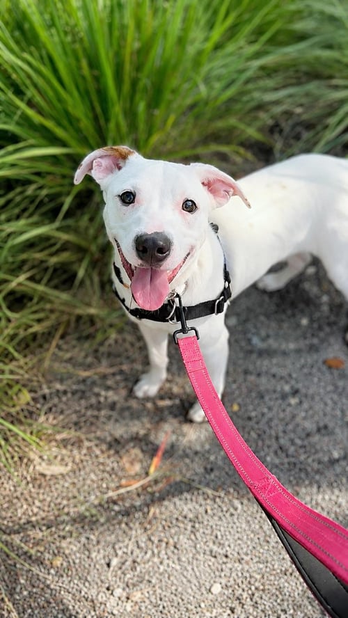 CAPUCINE PUP - PORTOFINO - Boxer / Terrier available for adoption