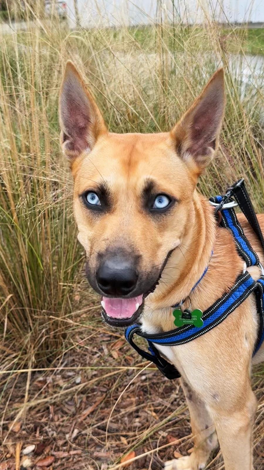 ARGOS - Belgian Shepherd Malinois / Carolina Dog for adoption in Boca Raton