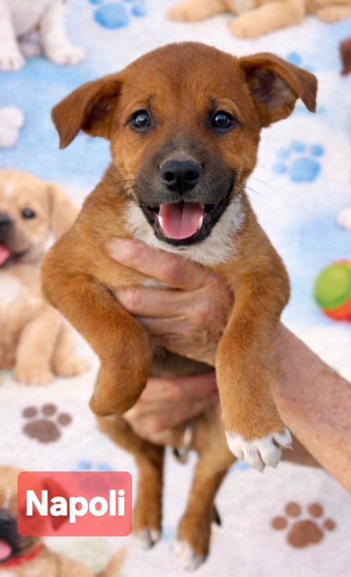 NAPOLI - Terrier available for adoption