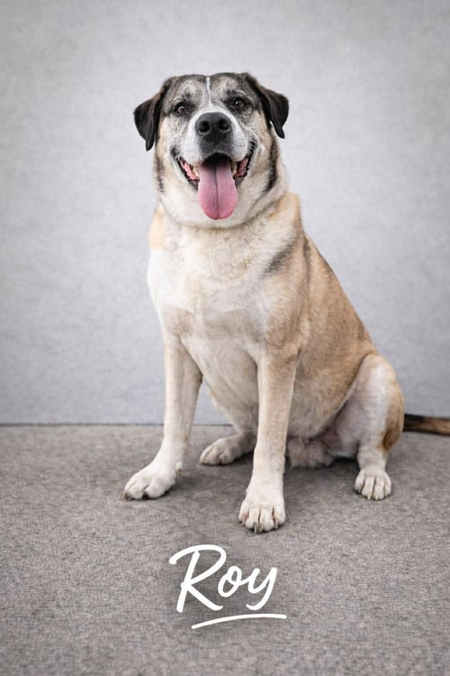 ROY - Husky / Terrier available for adoption