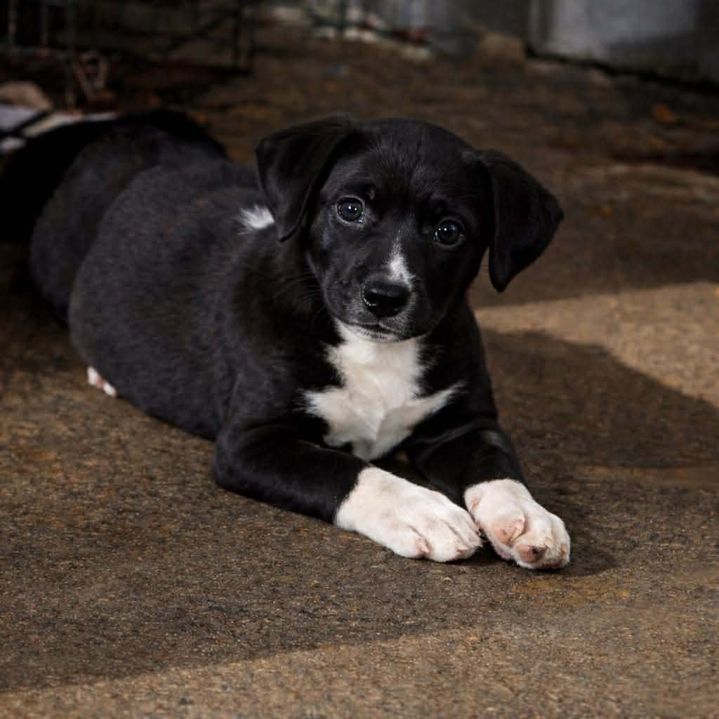 JUNO - Pointer / Chihuahua available for adoption