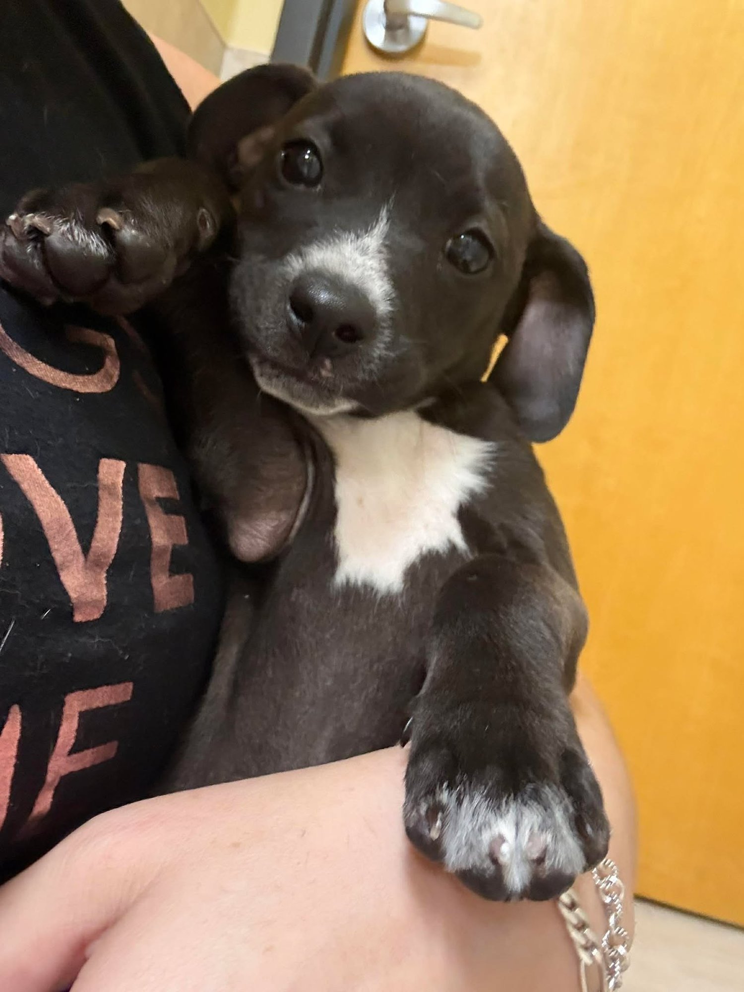 JUNO - Pointer / Chihuahua available for adoption