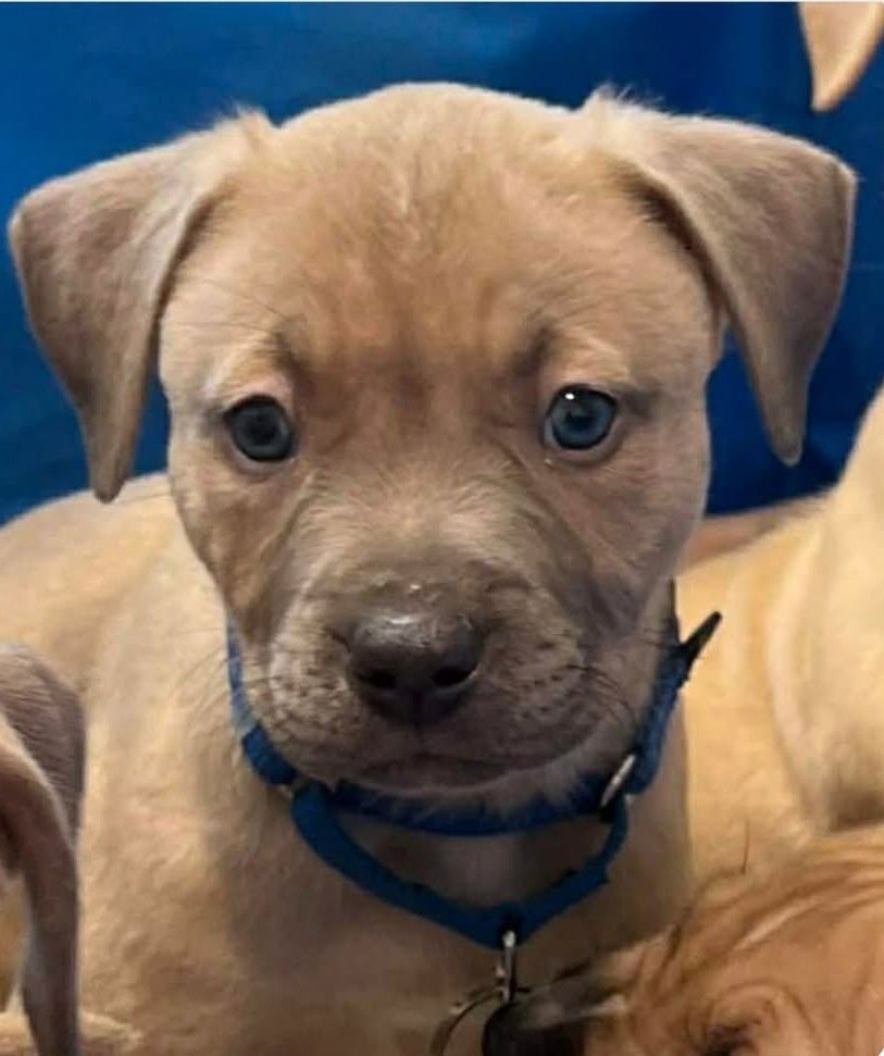 KAHUNO - Mastiff / Dogue de Bordeaux available for adoption