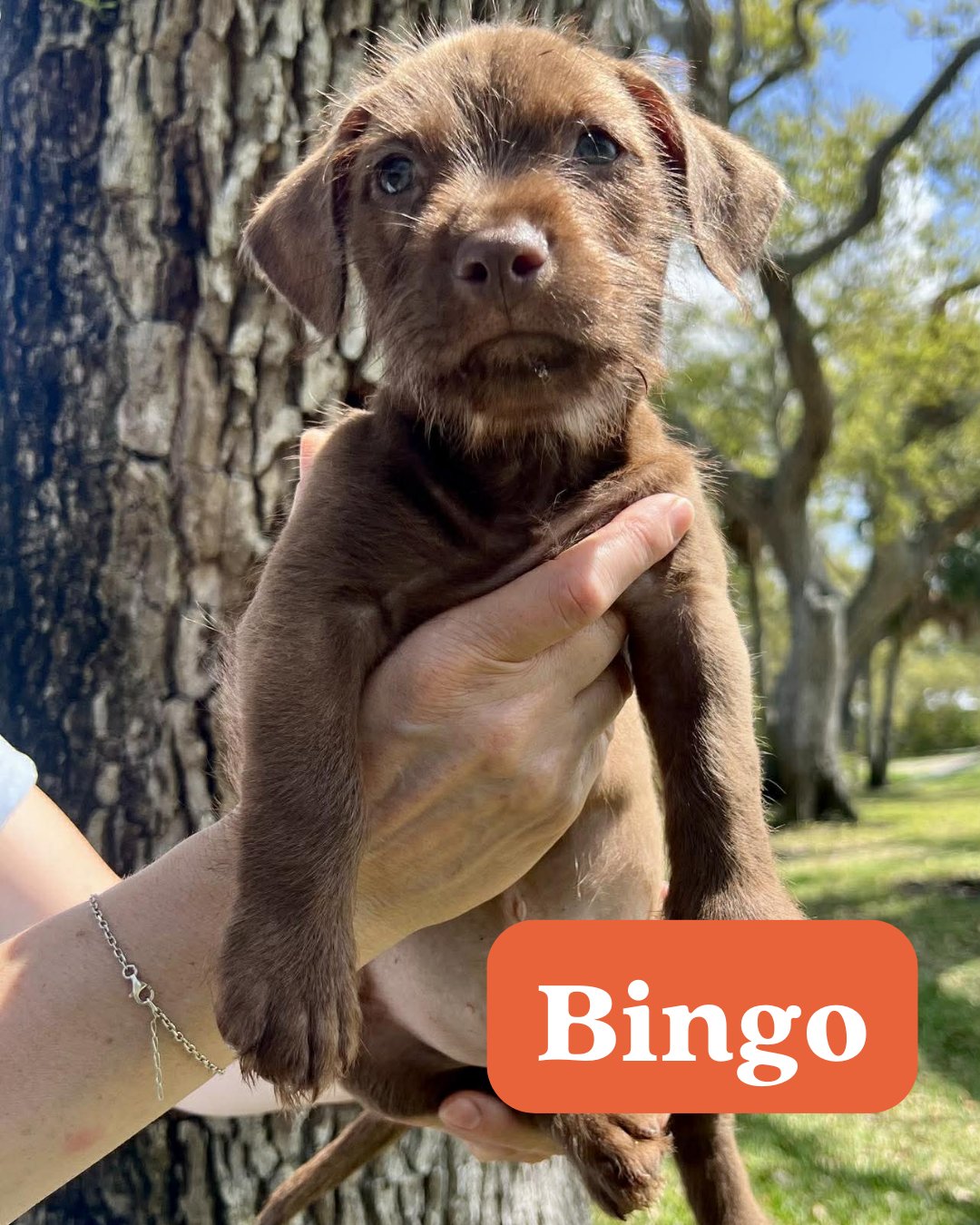 CHILLI PUP -BINGO