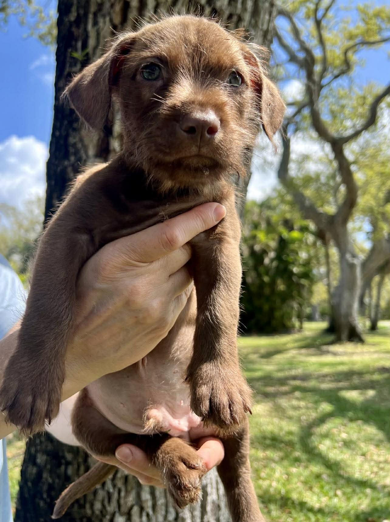 CHILLI PUP -BINGO - Dachshund / Labrador Retriever available for adoption