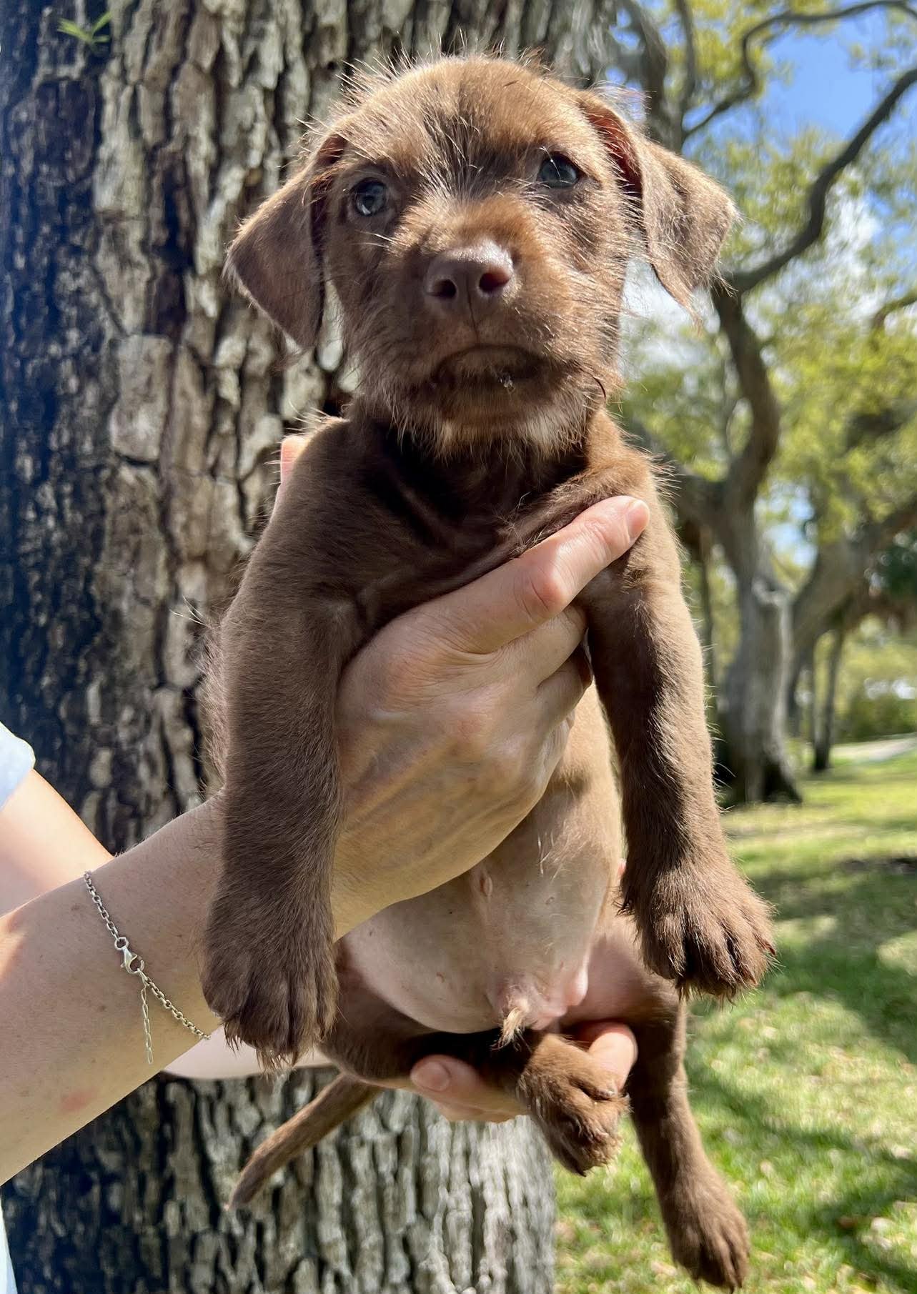 Chilli Pup -Bingo - Photo 3