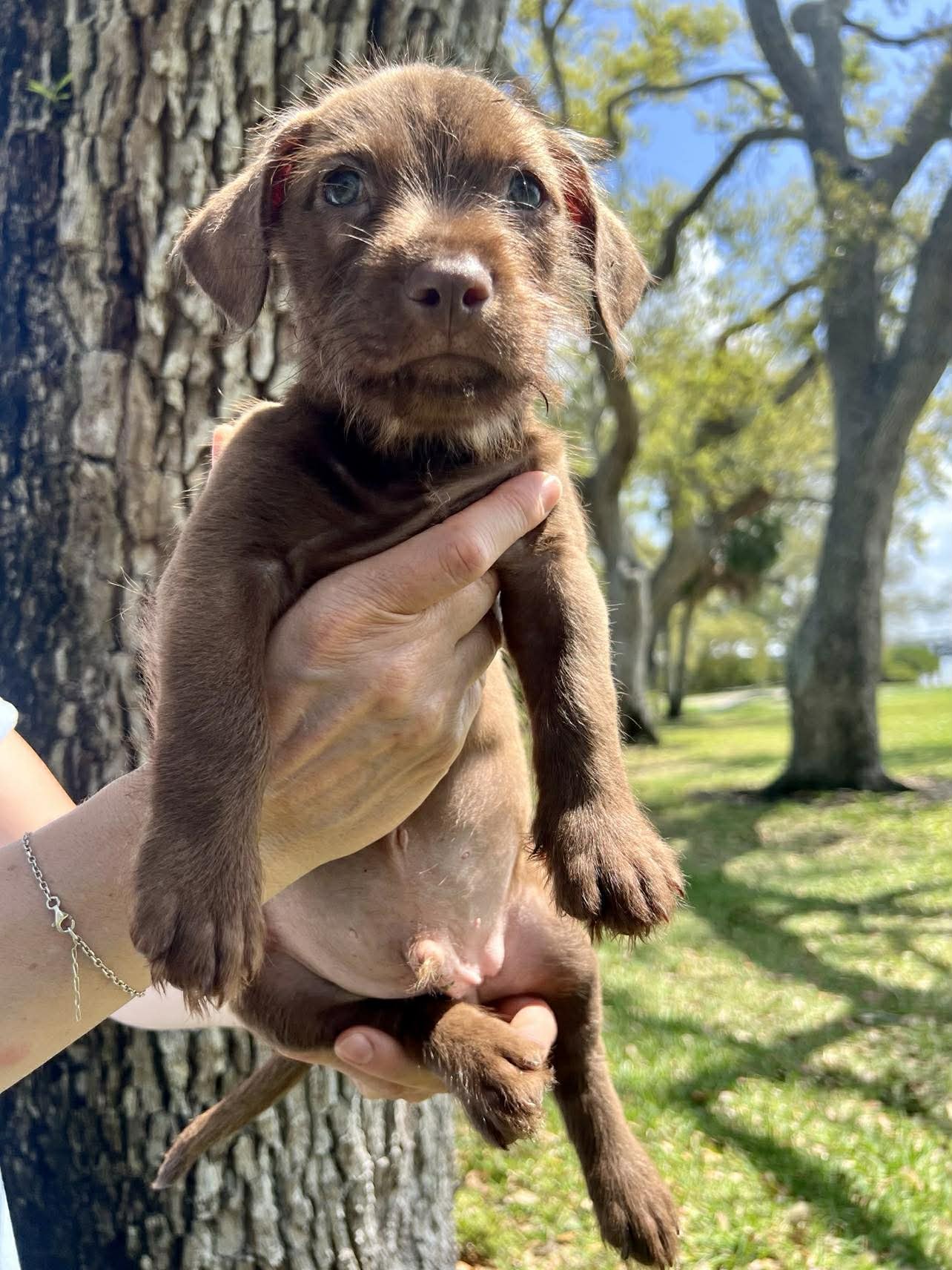 Chilli Pup -Bingo - Photo 4