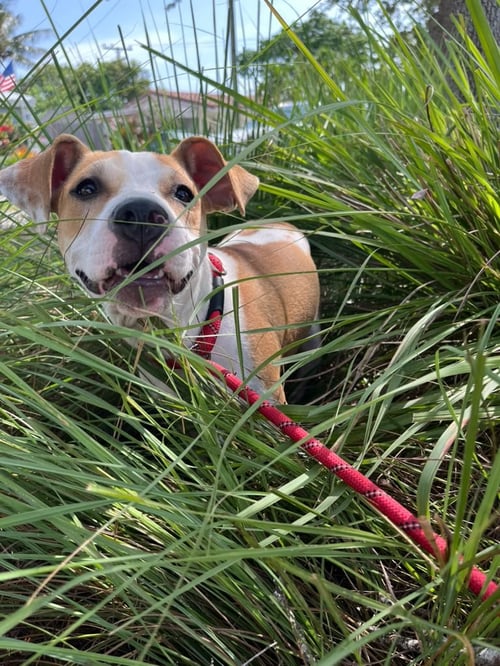 MORGAN - Terrier available for adoption