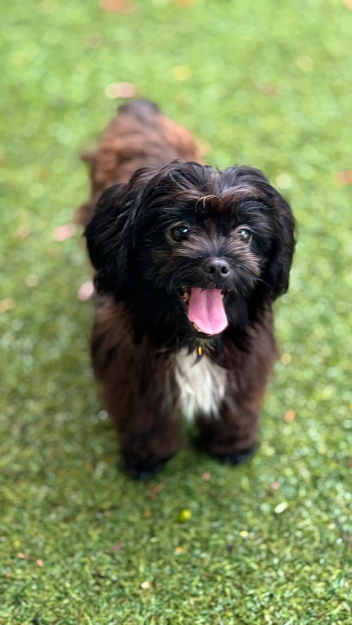 LITTLE BABY - Shih Tzu / Poodle (Miniature) available for adoption
