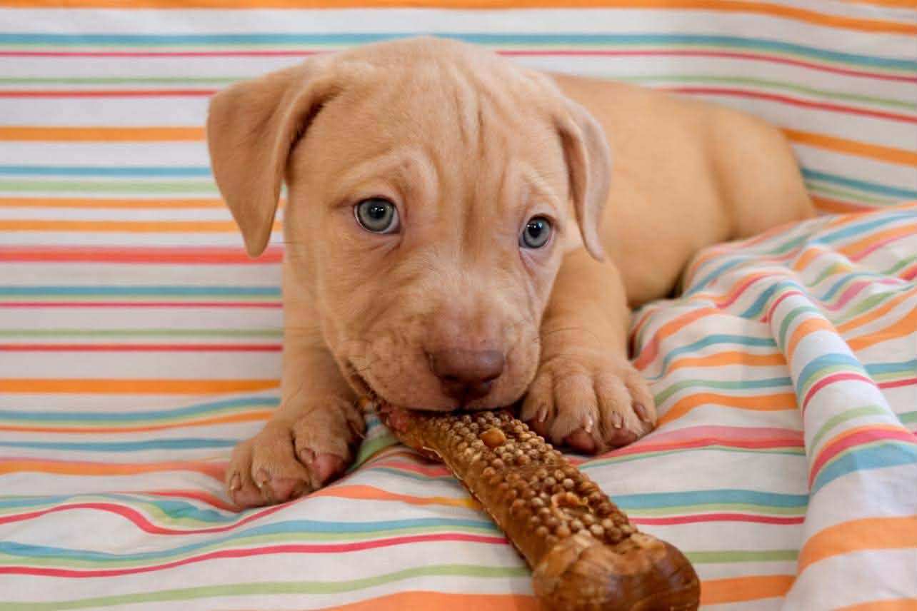 JANE - Mastiff / Dogue de Bordeaux available for adoption