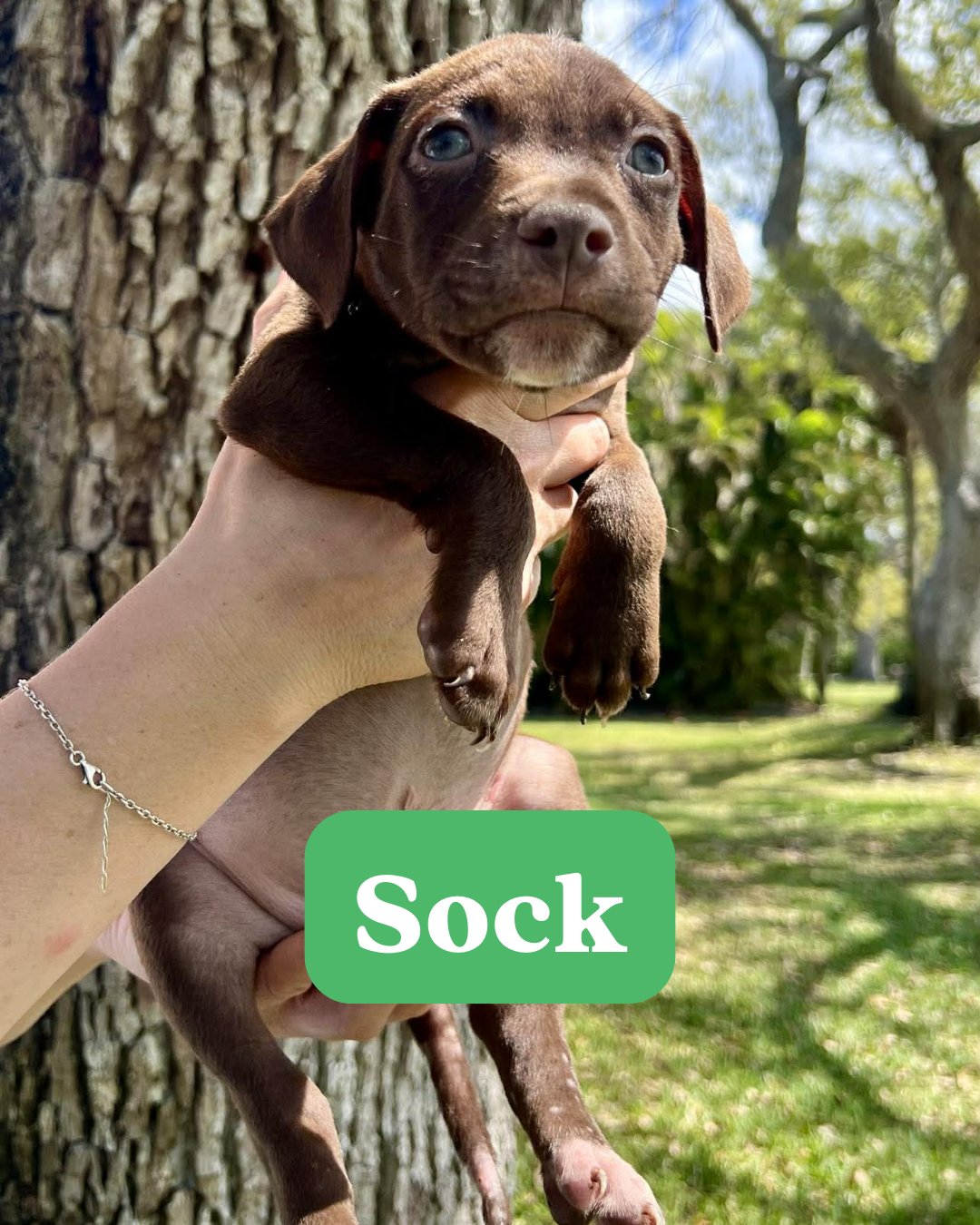 CHILLI PUP -SOCK - Dachshund / Labrador Retriever available for adoption