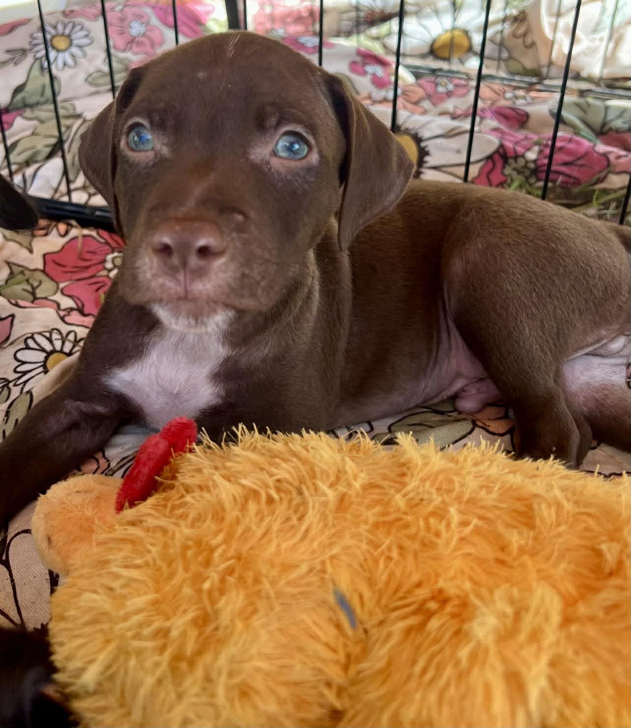 CHILLI PUP -SOCK - Dachshund / Labrador Retriever available for adoption