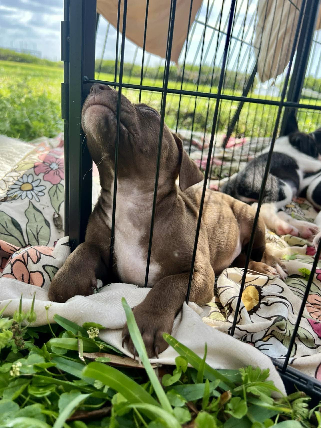 Chilli Pup -Sock - Photo 3