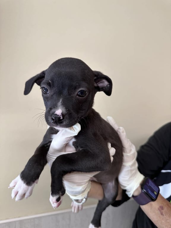 Capucine Pup - Palermo Image