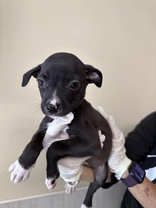 CAPUCINE PUP - PALERMO - Boxer / Terrier for adoption in Boca Raton