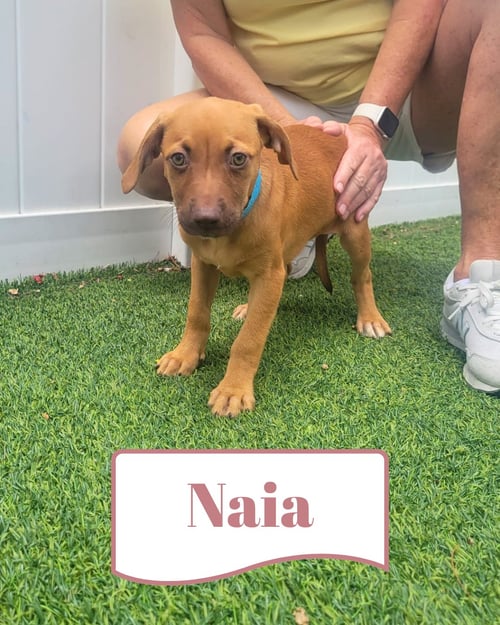 ISABELLA PUP - NAIA