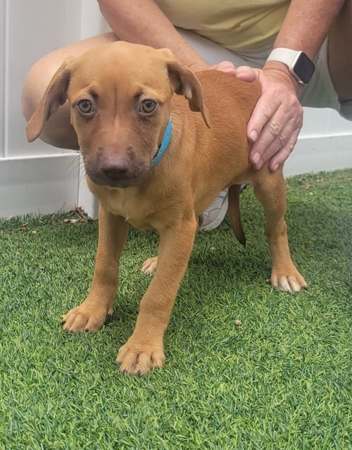 ISABELLA PUP - NAIA - Unknown available for adoption