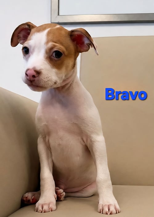 TIFFANY PUP -BRAVO - Jack Russell Terrier / Chihuahua available for adoption