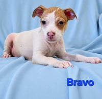 Tiffany Pup -Bravo - Photo 2