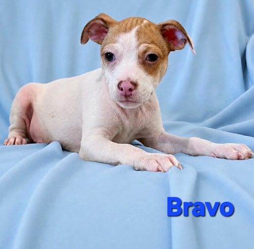 TIFFANY PUP -BRAVO - Jack Russell Terrier / Chihuahua available for adoption