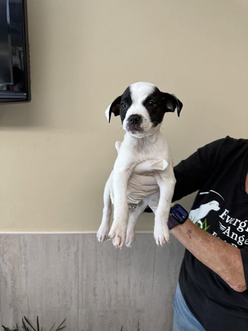 CAPUCINE PUP - CAPRI - Boxer / Terrier for adoption in Boca Raton