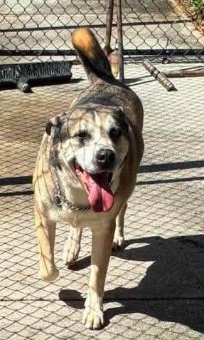 ROY - Pit Bull Terrier for adoption in Deerfield Beach