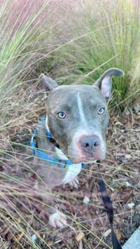 Jett - Photo 14