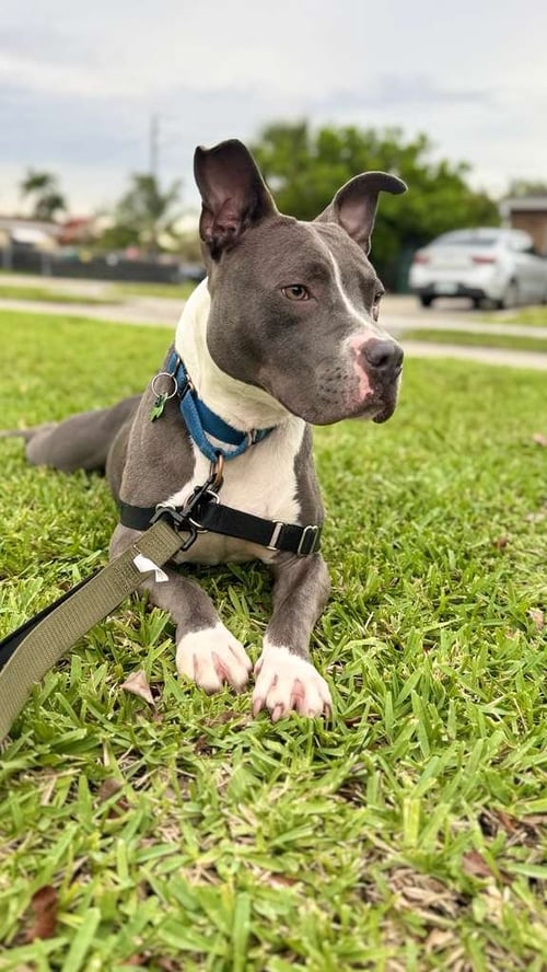 JETT - Staffordshire Bull Terrier / Bull Terrier available for adoption