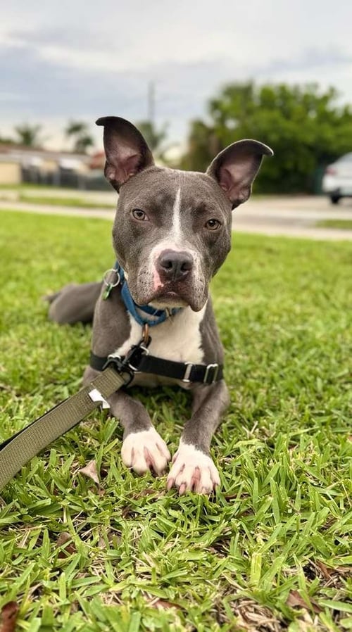 JETT - Staffordshire Bull Terrier / Bull Terrier available for adoption