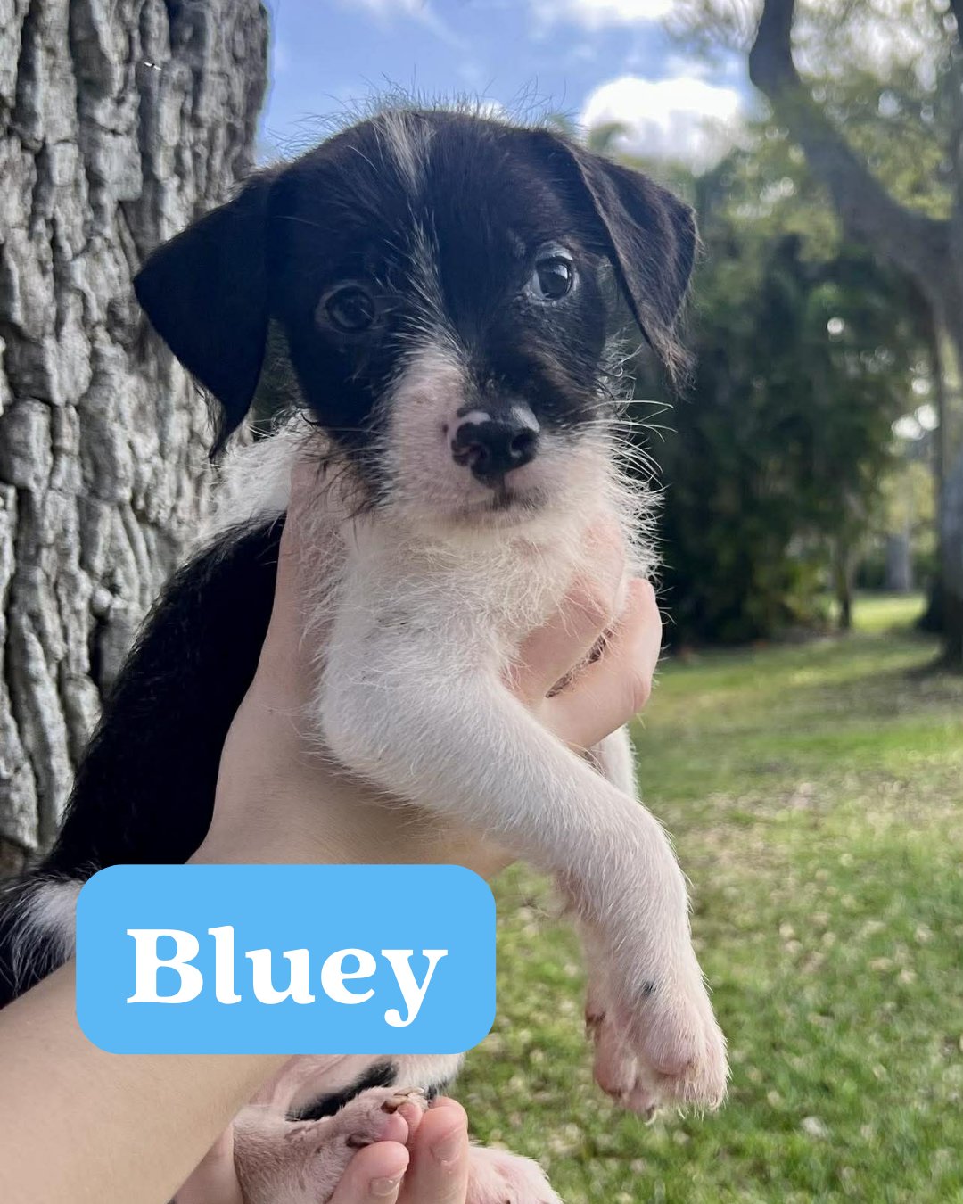 CHILLI PUP -BLUEY - Dachshund / Labrador Retriever available for adoption