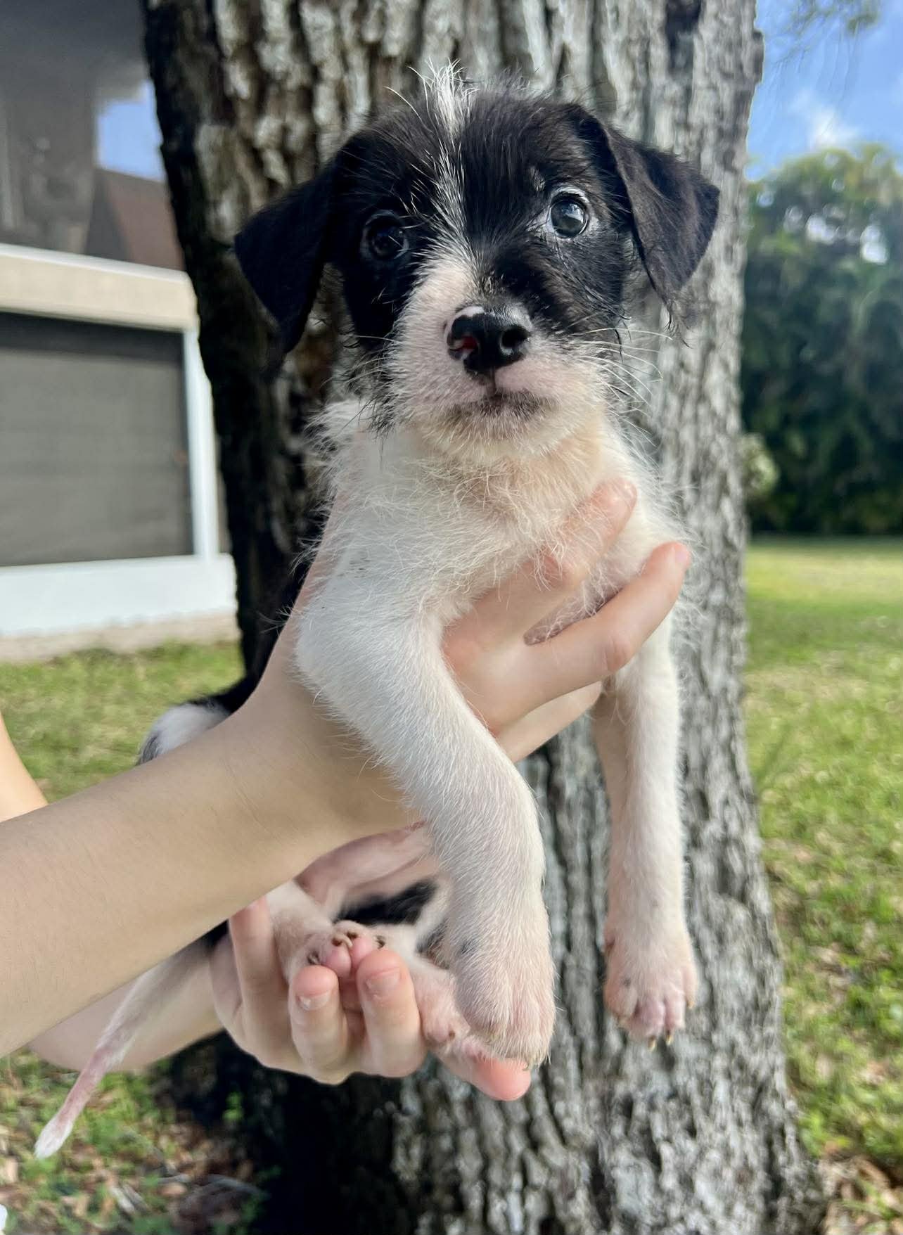 CHILLI PUP -BLUEY - Dachshund / Labrador Retriever available for adoption