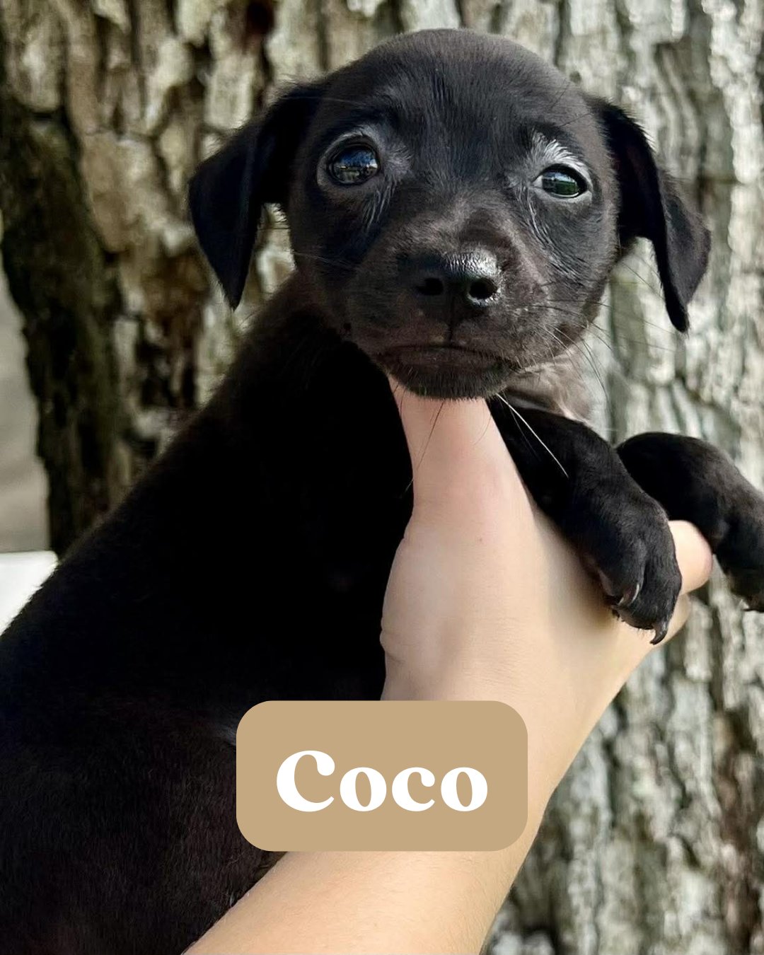 CHILLI PUP -COCO - Dachshund / Labrador Retriever available for adoption