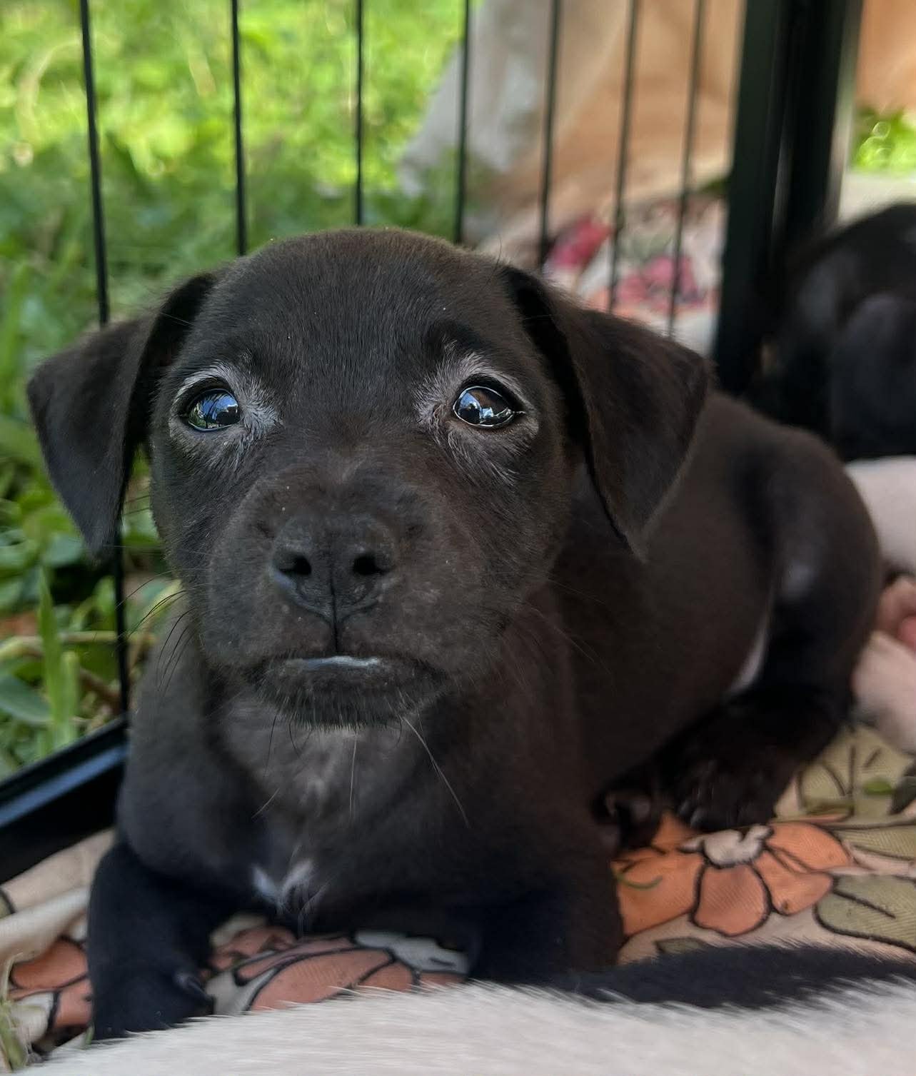 CHILLI PUP -COCO - Dachshund / Labrador Retriever available for adoption