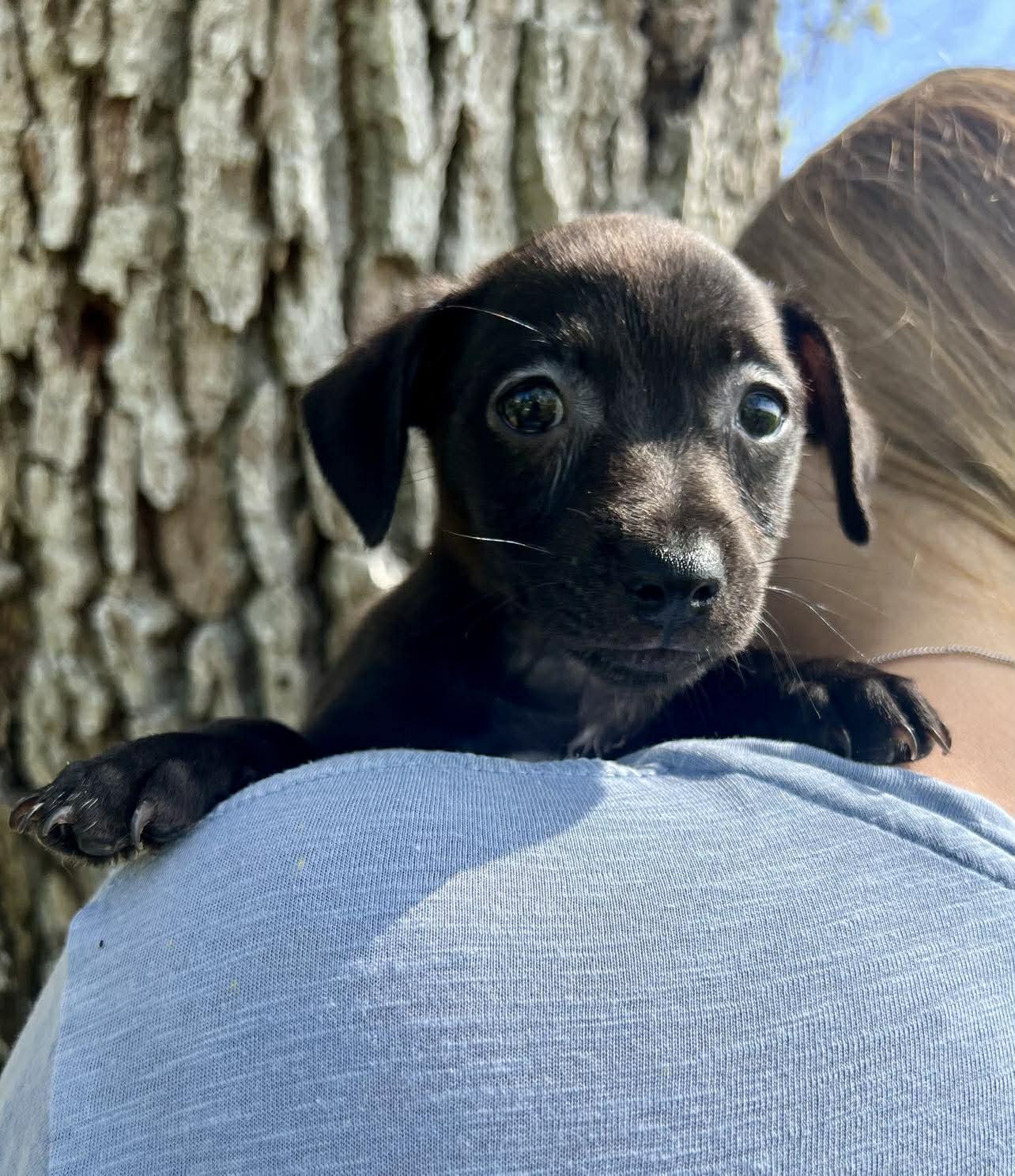 Chilli Pup -Coco - Photo 3