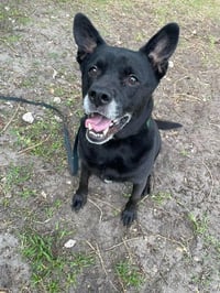 Sadie - Photo 20