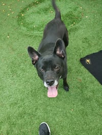Sadie - Photo 21