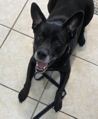 Sadie - Photo 11