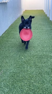 Sadie - Photo 7