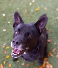 Sadie - Photo 24