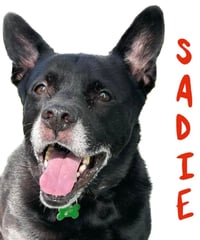 Sadie - Photo 12