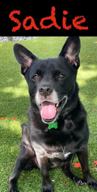 Sadie - Photo 14