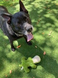 Sadie - Photo 25