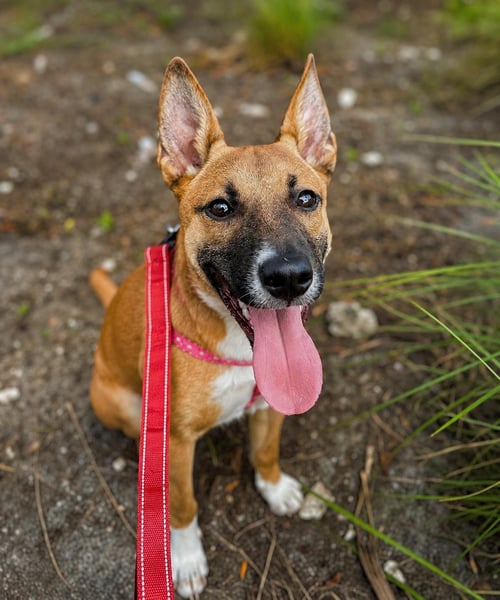 ROMA - German Shepherd Dog / Belgian Shepherd Malinois available for adoption