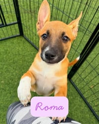 Roma - Photo 5
