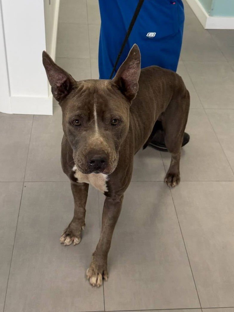 ONYX - Pit Bull Terrier available for adoption