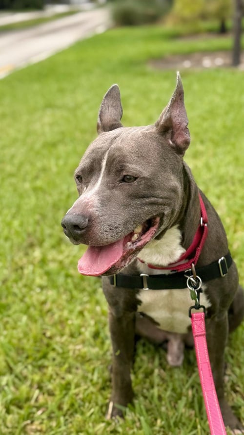 ONYX - Pit Bull Terrier available for adoption